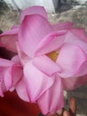 Red lotous flower in sri lanka
