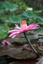 Red Lotus in bloom