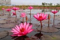 Red lotus blooming in lake.