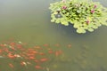 Red lotus and fish