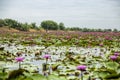 Red Lotus Floating Market in Thailand