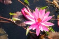 Red lotus flower blooming in canal with sunshine