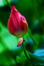 A red lotus flower bud in blossom Royalty Free Stock Photo