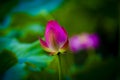 A red  lotus flower bud in closeup style Royalty Free Stock Photo