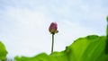 A lotus flower bud is standing among the leaves Royalty Free Stock Photo