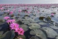 Red Lotus Lake at Han Kumphawapi in Udonthani, Thailand Royalty Free Stock Photo
