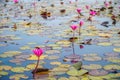 Red Lotus Flowers at Thale Noi Waterfowl Reserve Lake, Thailand