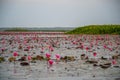 Red Lotus Flowers at Thale Noi Waterfowl Reserve Lake, Thailand