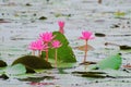 Red Lotus, green leaves on the background of water. Royalty Free Stock Photo