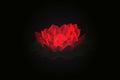 Red lotus isolated black Royalty Free Stock Photo