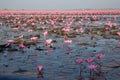 Red lotus lake flower thailand Royalty Free Stock Photo