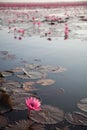 Red lotus lake flower thailand