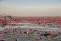 Red Lotus Lake at Han Kumphawapi in Udonthani, Thailand Royalty Free Stock Photo