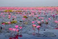 Red Lotus Lake at Han Kumphawapi in Udonthani, Thailand Royalty Free Stock Photo