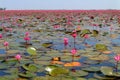 Red lotus lake Royalty Free Stock Photo