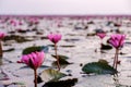 Red Lotus Sea Kumphawapi full of pink flowers in Udon Thani in northern Thailand. Royalty Free Stock Photo