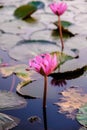 Red Lotus Sea Kumphawapi full of pink flowers in Udon Thani in northern Thailand. Royalty Free Stock Photo