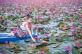 Red lotus sea, Woman in flower lotus lake Royalty Free Stock Photo