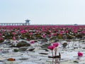 Red lotus in Thalenoi,Patthalung,Thailand