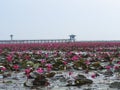 Red lotus in Thalenoi,Patthalung,Thailand