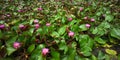 Red lotus, Thung BUA floating market, banglane Nakornphathom,thailand Royalty Free Stock Photo