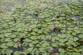 Red lotus or water lily in pond at Red Lotus floating market Royalty Free Stock Photo