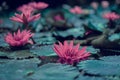 Red lotus water lilys in water surface and dark blue leaves toned, purity nature background, aquatic plant.