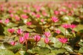 The red lotuses in the full blooming is in the morning Royalty Free Stock Photo