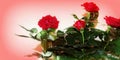 Red love roses, mini Royalty Free Stock Photo