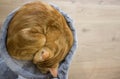 Red lovely kitten is sleeping in the soft basket, scratching post. Wooden background. Concept of pets, domestic animals. Free copy Royalty Free Stock Photo