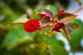 Red lowers with green background leaves blurred Royalty Free Stock Photo