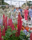 Red lupin flowers in foreground at Chelsea Flower Show, London. Admiring visitors blurred in the background.