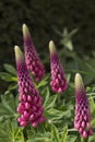 Red Lupin in Full Flower