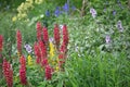 Red Lupins Growing in an old English Garden Border