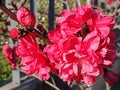 Red and lush flowers