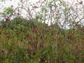 Red lush ripe rose hips on the vine outside wild forage