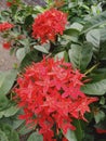 Red lxora Flower