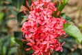 Red lxora flower. Royalty Free Stock Photo
