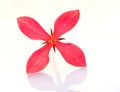 Red lxora flower Royalty Free Stock Photo