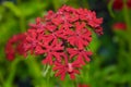 Lychnis Chalcedonica. Bright red Lychnis Chalcedonica flowers at the edge of the forest