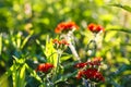 Red lychnis flowers in the summer garden. Silene chalcedonica, Maltese-cross, scarlet lychnis