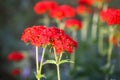 Red lychnis flowers in the summer garden. Silene chalcedonica, Maltese-cross, scarlet lychnis