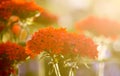 Red lychnis flowers in the summer garden. Silene chalcedonica, Maltese-cross, scarlet lychnis