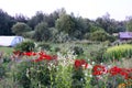 Red lychnis flowers in the summer garden. Silene chalcedonica, Maltese-cross, scarlet lychnis