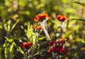 Red lychnis flowers in sunlight.