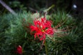 Red lycoris flower on a green background