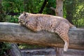 The red lynx bobcat sleeps lying Royalty Free Stock Photo