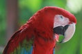 The Red Macaw