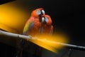 Red macaw (Ara macao). Pair of beautiful scarlet macaw. Royalty Free Stock Photo