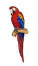 Red macaw ara parrot